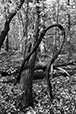 Entwined 12